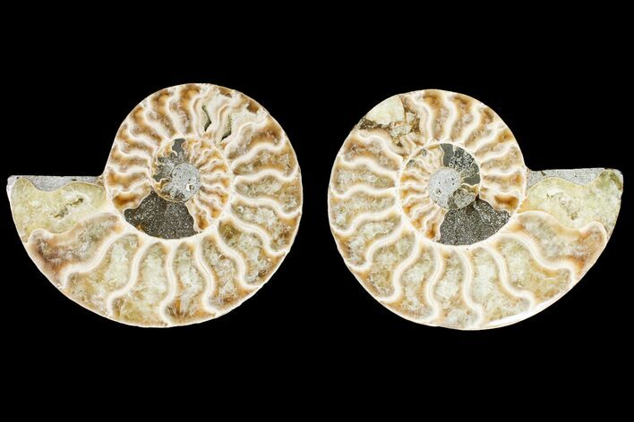 Agatized Ammonite Fossil - Madagascar #146235